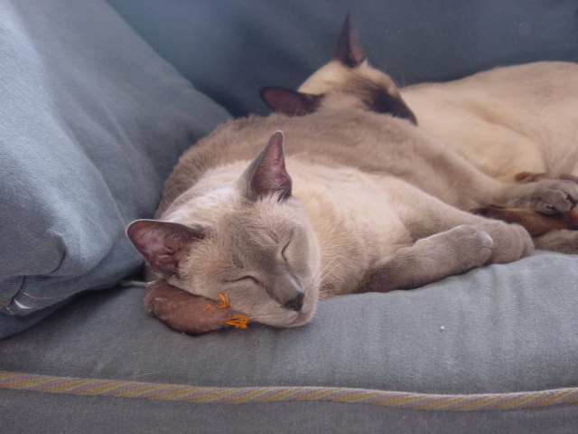 nap with mousie.jpg